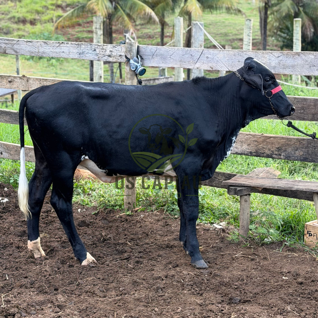 Prêmio novilhota de fiv ou R$5.000,00